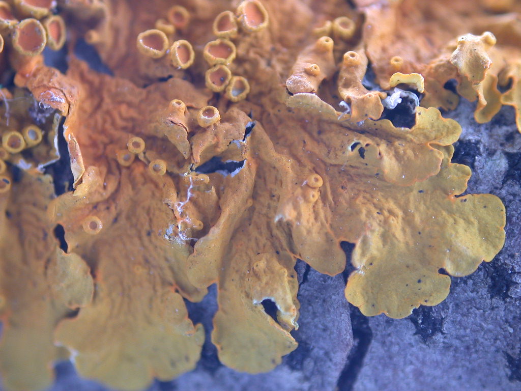 Xanthoria parietina - Licheni in Abruzzo n1...